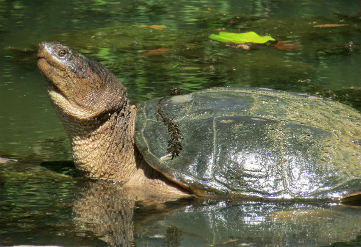 Common Snapping Turtle